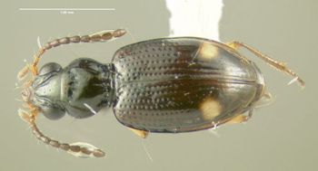Media type: image;   Entomology 602197 Aspect: habitus dorsal view